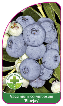 Vaccinium corymbosum 'Bluejay'