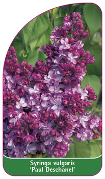 Syringa vulgaris 'Paul Deschanel'