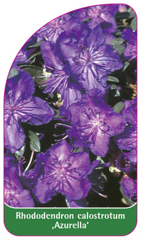 Rhododendron calostrotum ,Azurella'