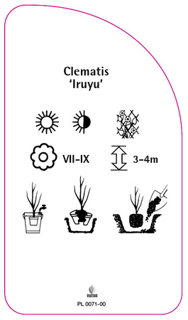 Clematis 'Iruyu'