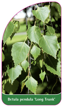 Betula pendula 'Long Trunk'