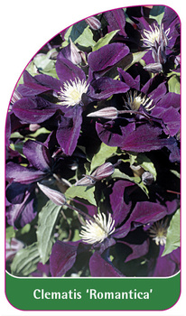 Clematis 'Romantica'