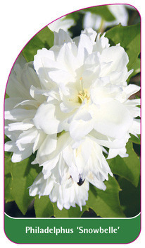 Philadelphus 'Snowbelle'