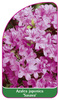 Azalea japonica 'Sasava'