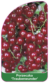 Porzeczka 'Traubenwunder'