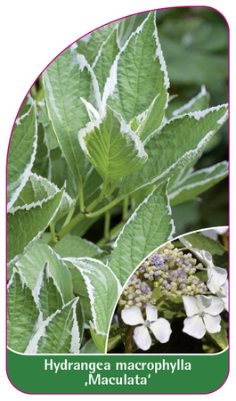 Hydrangea macrophylla ,Maculata'