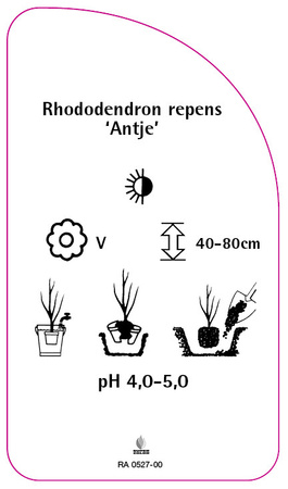 Rhododendron repens 'Antje'