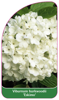 Viburnum burkwoodii 'Eskimo'