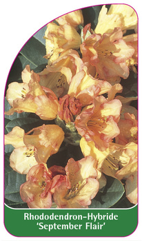 Rhododendron-Hybride 'September Flair'