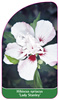 Hibiscus syriacus 'Lady Stanley'