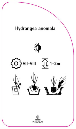 Hortensie anomala