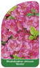 Rhododendron obtusum 'Kirstin'