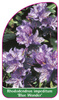 Rhododendron impeditum 'Blue Wonder'