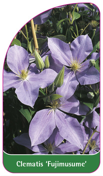 Clematis 'Fujimusume'