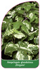 Ampelopsis glandulosa 'Elegans'