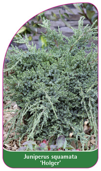 Junisperus squamata 'Holger'