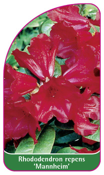 Rhododendron repens 'Mannheim'