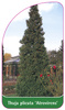 Thuja plicata 'Atrovirens'