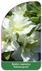 Azalea japonica 'Schneeperle'