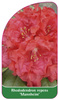 Rhododendron repens 'Mannheim'