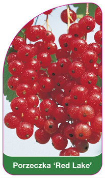Porzeczka 'Red Lake'
