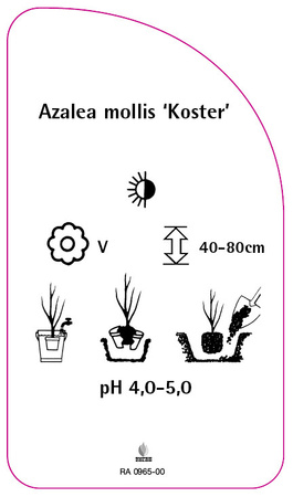 Azalea mollis 'Koster'