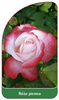 Róza pienna Nr. 71
