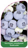 Vaccinium corymbosum "Goldtraube