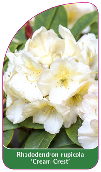 Rhododendron rupicola 'Cream Crest'
