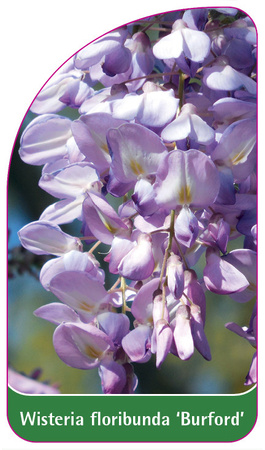 Wisteria floribunda 'Burford'