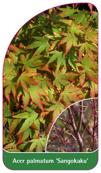 Acer palmatum 'Sangokaku'