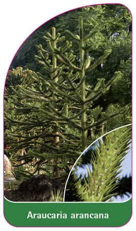 Araucaria arancana