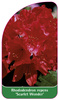 Rhododendron repens 'Scarlett Wonder'