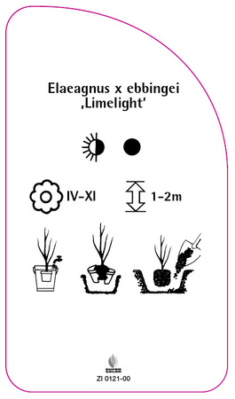 Elaeagnus x ebbingei 'Limelight'