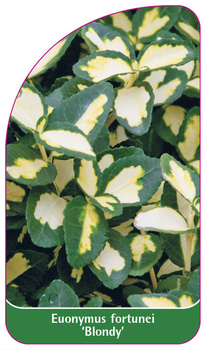 Eonymus fortunei 'Blondy'