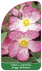 Cistus x argenteus 'Peggy Sammons'