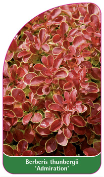 Berberis thunbergii 'Admirație'