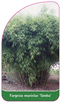 Fargesia murielae 'Simba'