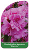 Rhododendron dauricum 'Staccato'