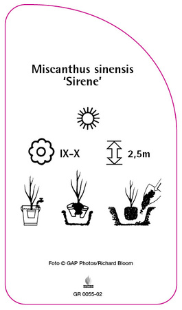 Miscanthus sinensis 'Sirene'