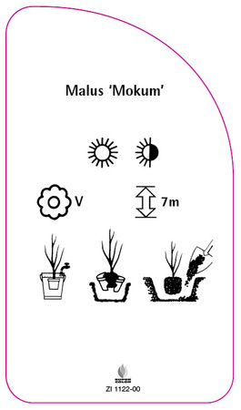 Malus 'Mokum'