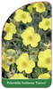 Potentilla fruticosa 'Farreri'