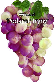 Winorośl Podarek Iriny