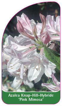 Azalea Knap-Hill-Hybride 'Pink Mimosa'