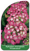 Hydrangea macrophylla 'Freudenstein'