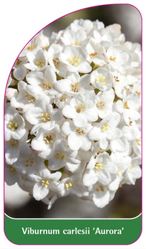 Viburnum carlesii 'Aurora'