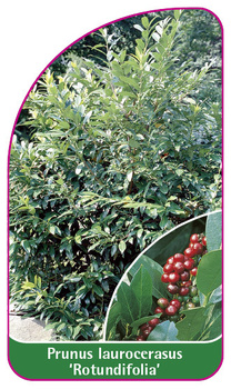 Prunus laurocerasus 'Rotundifolia'