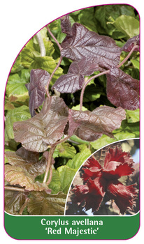 Corylus avellana 'Red Majestic'