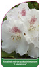 Rhododendron yakushimanum 'Lamentosa'