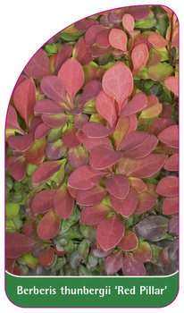 Berberis thunbergii 'Red Pillar'